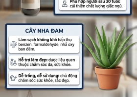 3 loại cây đặc biệt hợp với tuổi 30+: Biết trồng thì khỏe lên thấy rõ