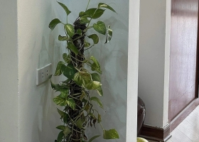5 loại cây giúp hút ẩm và giảm mùi trong nhà mùa nồm