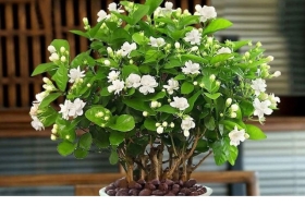 5 loại cây có tác dụng chữa lành nên trồng trong nhà để gia chủ luôn cảm thấy hạnh phúc, yêu đời