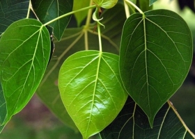 Đừng trồng trước nhà 3 loại cây này: Dễ 'tụ khí xấu', chặn tài lộc