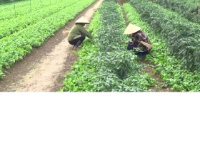Việt Nam có loại rau giàu canxi ngang sữa, Trung Quốc coi như “báu vật”: Bổ gan, hạ mỡ máu cực tốt