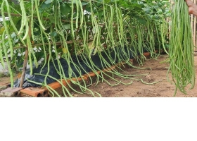 Việt Nam có loại quả dài cả mét, vừa bổ xương, giàu đạm, chống ung thư lại giá rẻ ngỡ ngàng